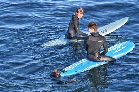 Would-be captors face wily, wary ocean master in surfboard-chewing otter